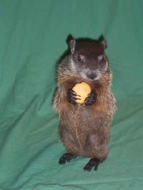 Mona the groundhog as a baby