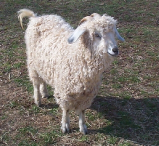 Angora Goat