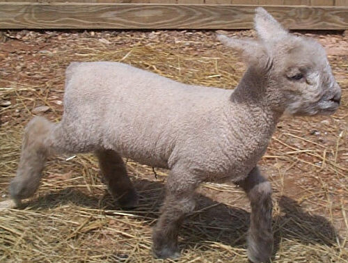 3week old babydoll lamb