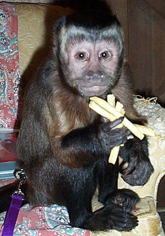 Capuchin Monkey