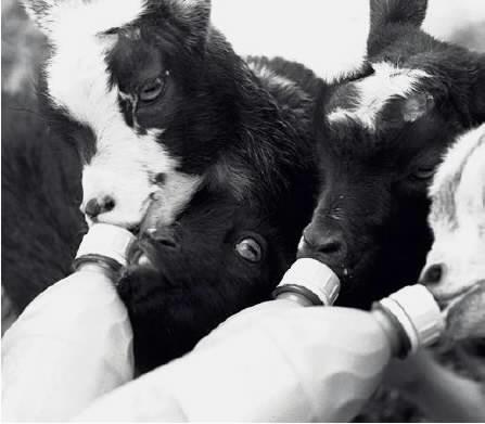 Bottle feeding time!