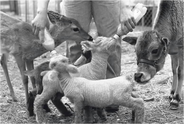 MIniature Babydoll Lambs and friends