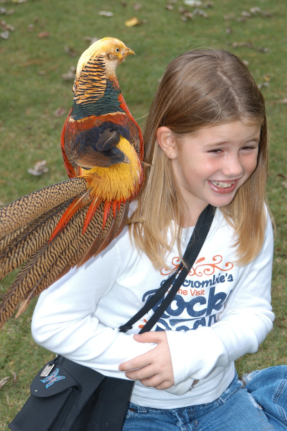 redgold pheasant