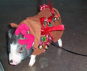 Flower in her reindeer costume