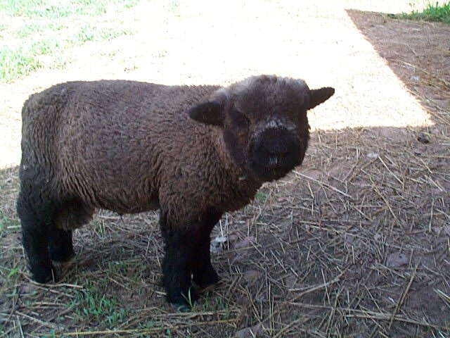 Black Babydoll Ram