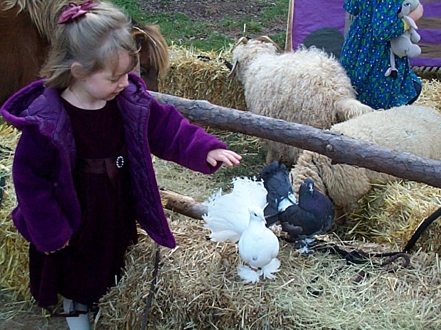 Fantail pigeons at live nativity