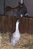Thomas the goose and Bethleham the Donkey