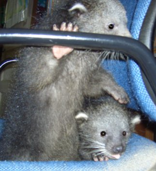 baby bearcats