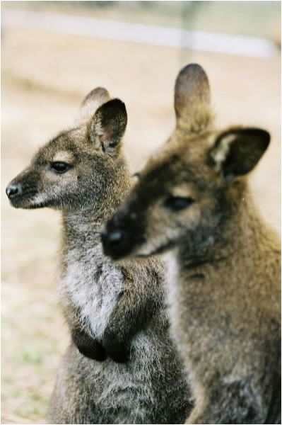 Levi and Lea