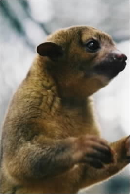 Kinkajou Aka: Honey Bear