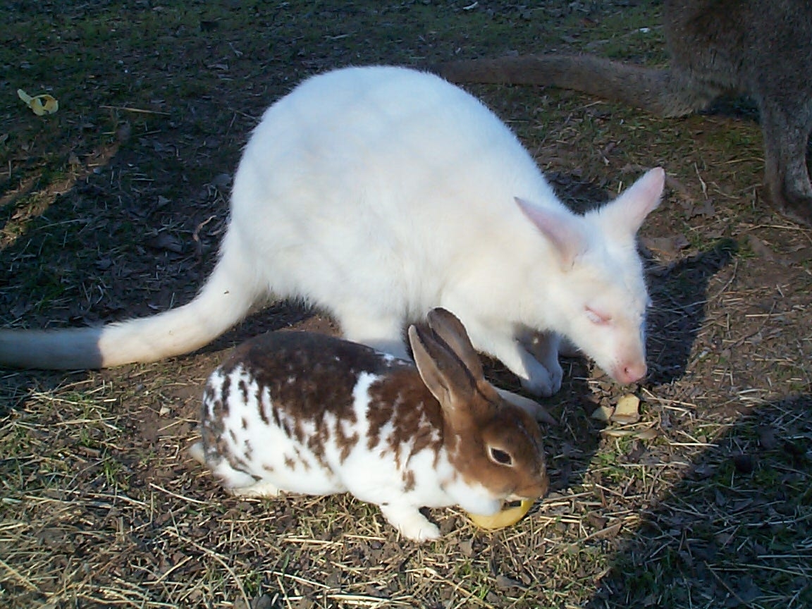 Aren't they cute!