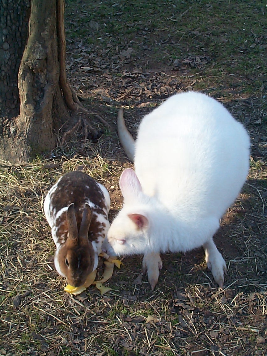 Noah and Ester sharing an apple