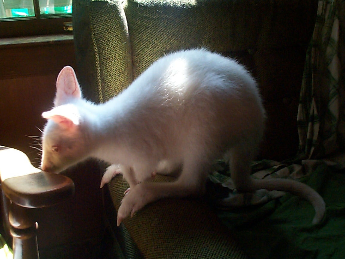 Noah, a male albino wallaby