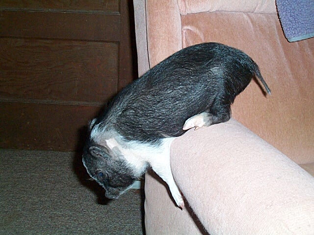 Who said pigs can't fly?