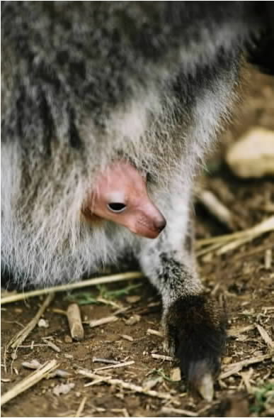 Baby Wallaby! 