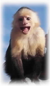 Capuchin Monkey