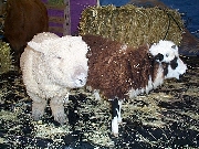 Jacob sheep and babydoll sheep