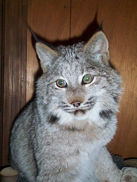 Canadian Lynx