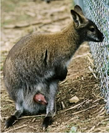 Lea with a baby sticking its head out of the pouch!  Notice how pink the baby is!