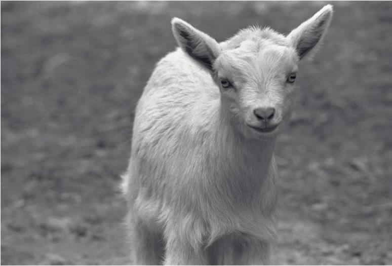 Nigerian Dwarf Goat